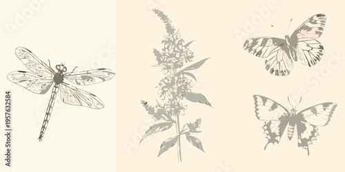 Delicate sketch of dragonflies butterflies and a flowering plant stem