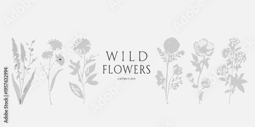 Delicate grayscale botanical illustration of various wildflower specimens
