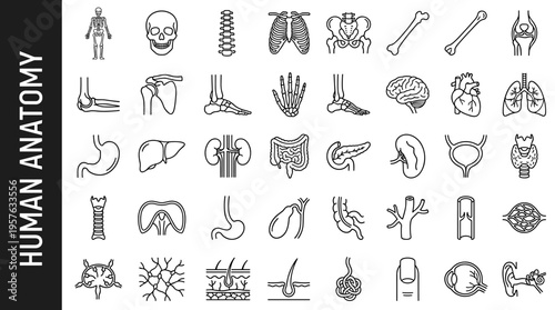 Collection of human anatomy icons and illustrations for medical and educational purposes