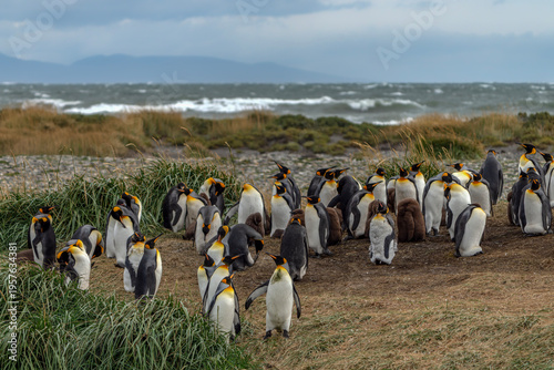 Vászonkép King Penguin (Aptenodytes patagonicus) Colony on Coastal Grassland with Ocean Waves