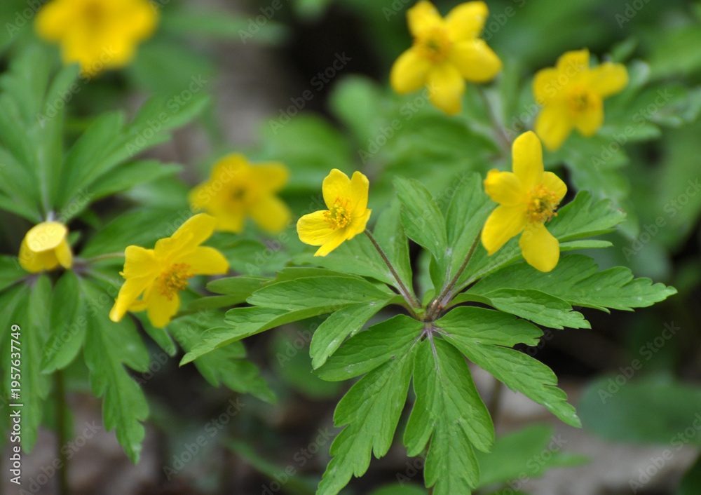 Fototapeta premium Spring in the forest blooms anemone yellow (Anemone ranunculoides).