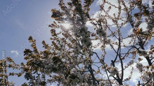 Spring. Blooming cherry trees. White flowers against a blue sky.