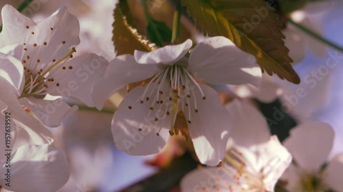 Spring. Blooming cherry trees. White flowers against a blue sky.