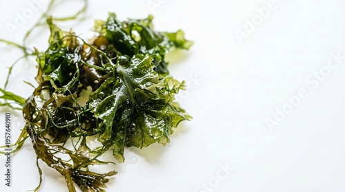 Fresh seaweed on white background. Bladder wrack plant close up. Organic marine algae for healthy nutrition, cosmetic product and dietary supplement. Natural ocean vegetation ingredient.