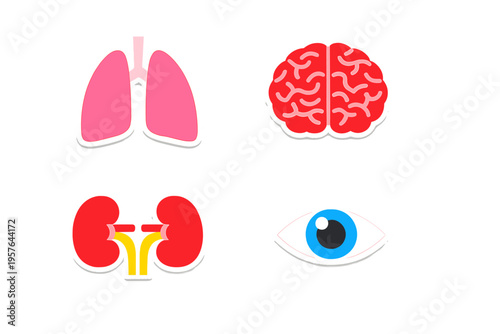 A set of four flat vector icons representing human organs including