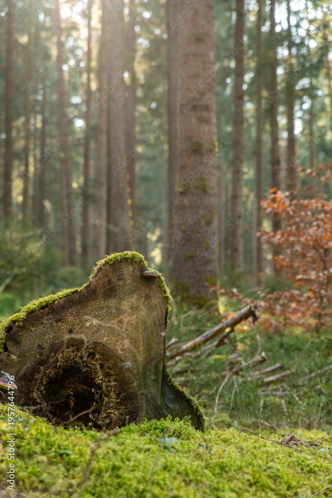 Fototapeta premium Image of a forest in spring. Black Forest in Germany.