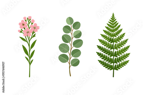 A collection of three botanical illustrations featuring a pink