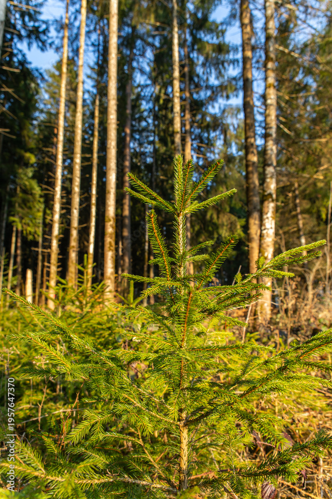 Fototapeta premium Image of a forest in spring. Black Forest in Germany.