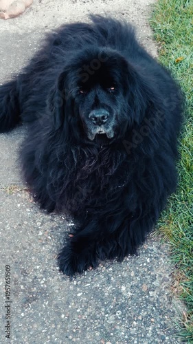 Vertical video social media - Closeup of a beautiful old pet Newfoundland female dog, with black fur, facing into the camera while lying down and relaxing outside on a concrete path.