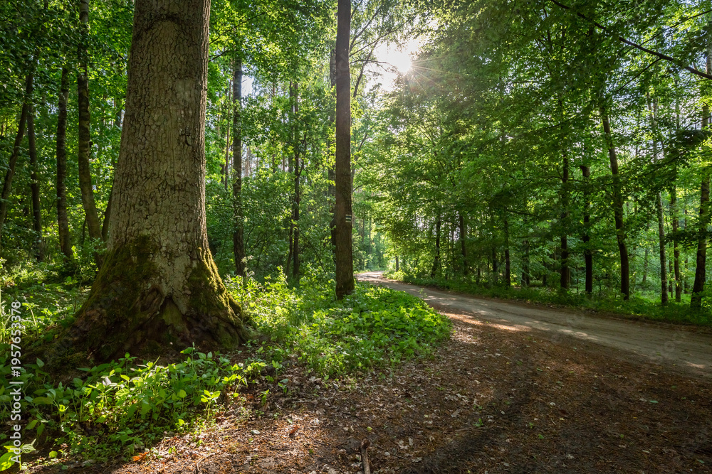 Fototapeta premium BOSQUE VERDE