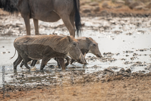 Wallpaper Mural Southern warthog at a waterhole in the Etosha National Park, Namibia, Africa Torontodigital.ca