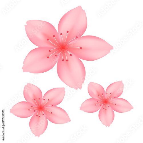 Three delicate pink cherry blossom flowers with red centers on a white background, showcasing their soft petals and intricate details.