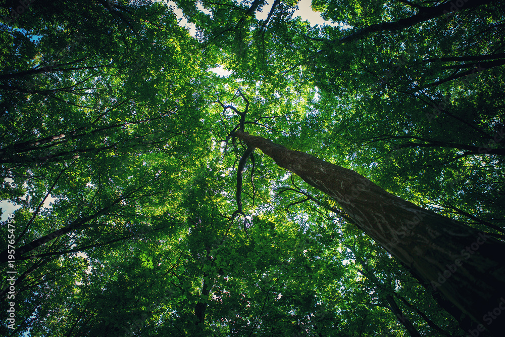 Fototapeta premium BOSQUE VERDE