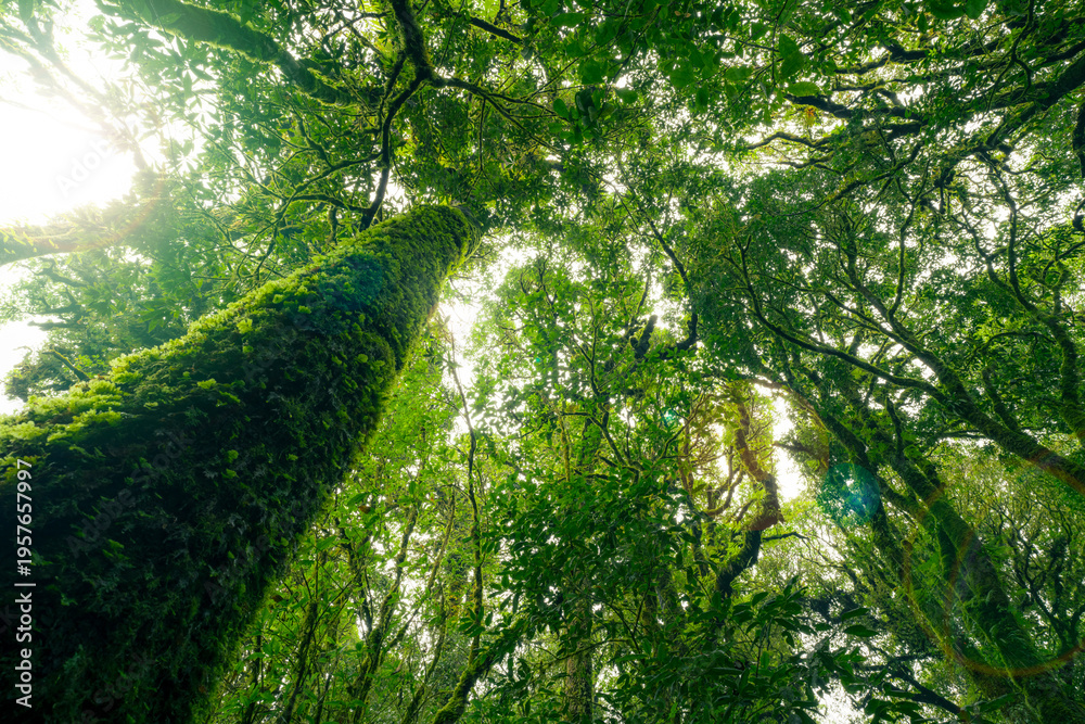 Fototapeta premium BOSQUE VERDE