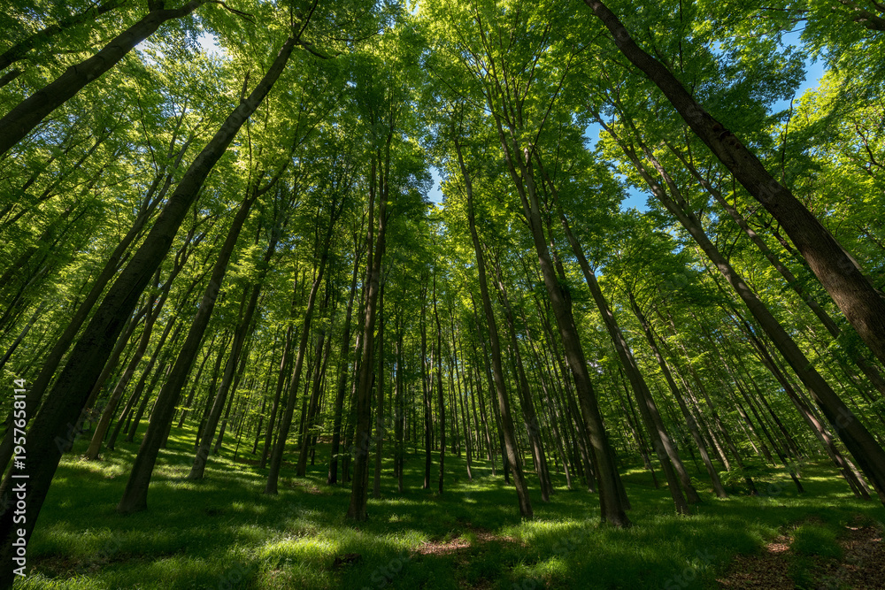 Fototapeta premium BOSQUE VERDE