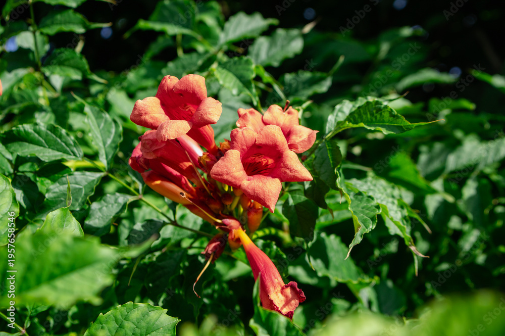 Naklejka premium Campsis radicans orange red flowering plant, group of trumpet flowers in bloom on shrub branches