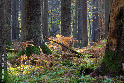 Autumn forest ground with sunlight illuminating ferns