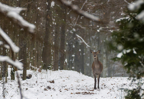 Solitary red deer observing winter forest snowfall