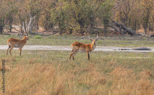 Wallpaper Mural Red Lechwe in Wetlands in the Moremi Game Reserve, Botswana, Africa Torontodigital.ca