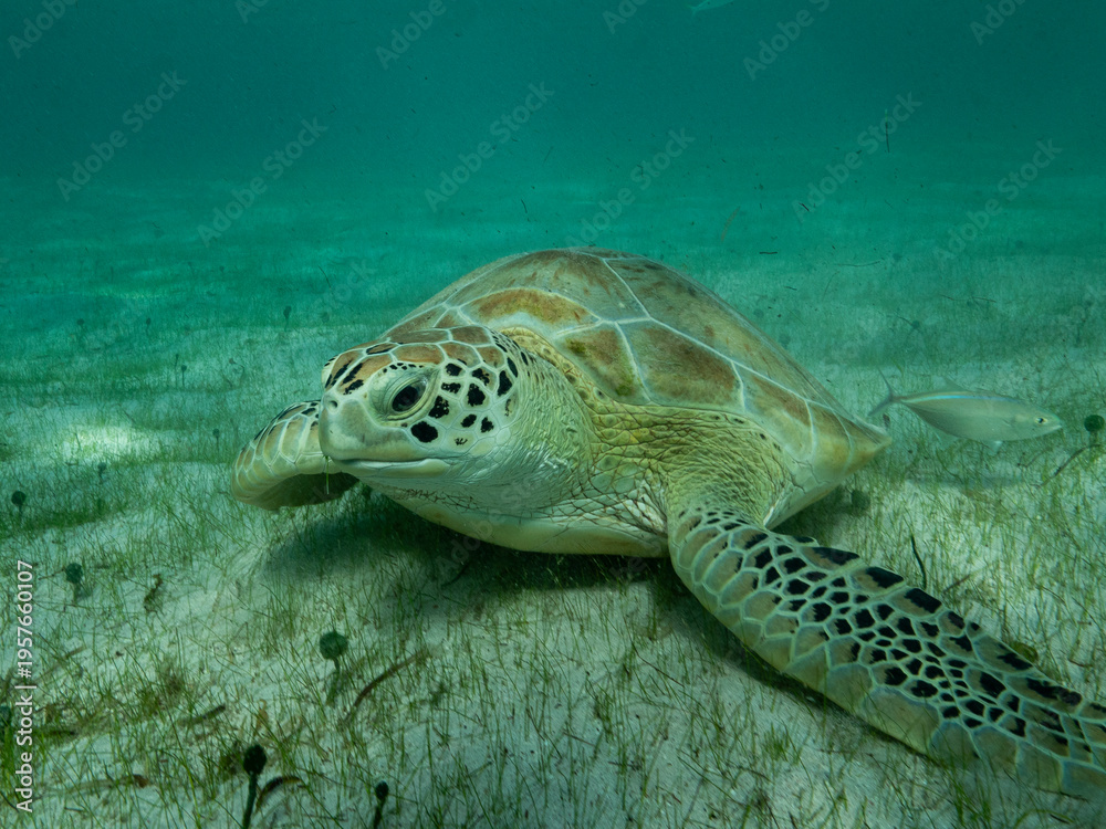 Obraz premium Tortue verte sur l'herbier 