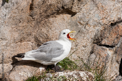 kittiwake