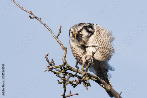northern hawk owl (Surnia ulula) sitting on a branch