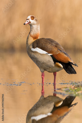 Egyptian goose (Alopochen aegyptiacus)