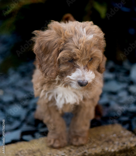 Cute dog cockapoo puppy happy best friend peaceful
