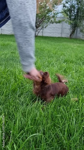Long-Haired dachshund playing tug-of-war in backyard. A brown long-haired dachshund holds a rope toy firmly in its teeth, standing on its hind legs during a playful game of tug-of-war. 