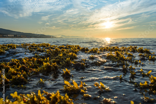 Seagrass underwater with natural sunlight in Mediterranean sea, jijel Algeria, Sea Grass underwater, seagrass Kelp grows in rocks under the sea and the diversity of life in the Mediterranean.