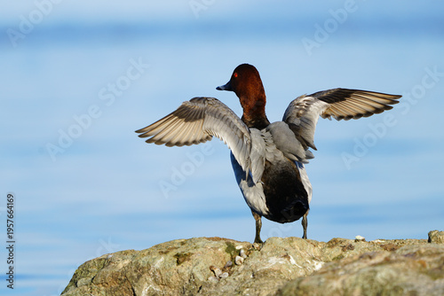 Photography Wildlife, birds