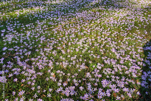 Krokusse, Krokuswiese, Crocus, Frühblüher
