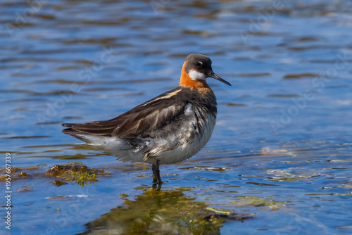 Red necked phalarope swimming in a hot spring in Iceland