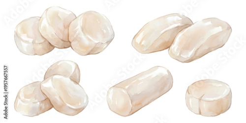 Watercolor set of raw sea scallops for seafood cooking and dining isolated on transparent background