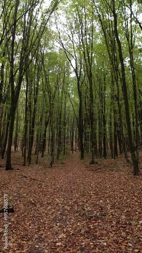 Vertical pan from bright tree canopy to autumn forest floor. Vertical camera movement starting with a low-angle view of green tree tops against a bright sky, panning down to reveal a dense forest of t