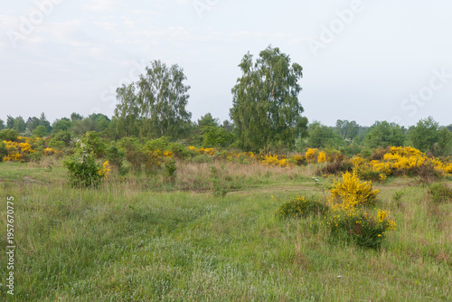 Flowering heath landscape in germany