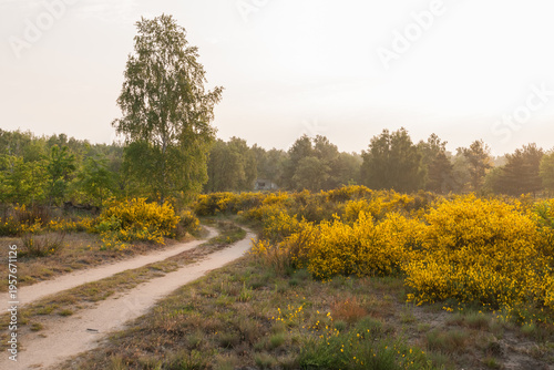 Flowering heath landscape in germany
