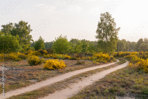 Flowering heath landscape in germany
