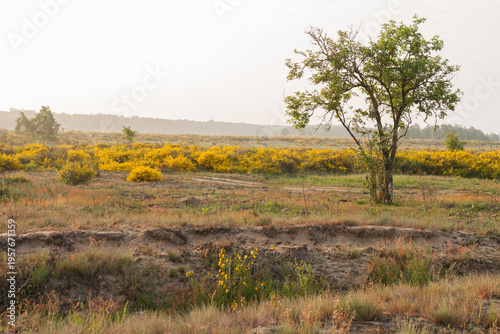 Flowering heath landscape in germany