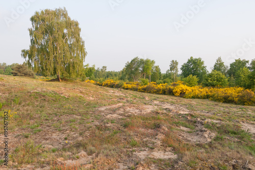 Flowering heath landscape in germany
