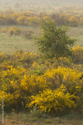 Flowering heath landscape in germany