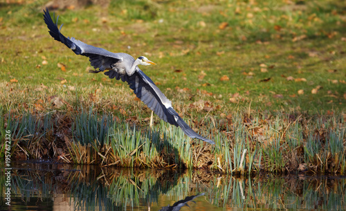 Tableau sur toile Grey heron, Ardea cinerea in a steep banking flight above the pond in Stromovka, Royal Game Reserve, Prague, Czechia