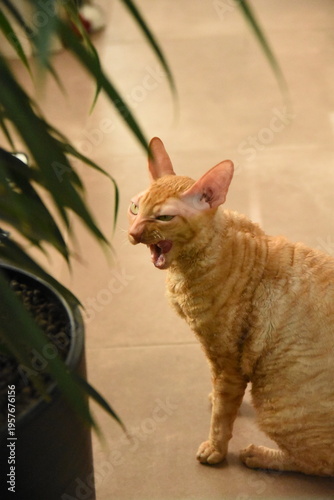 Obraz na płótnie Cat eat