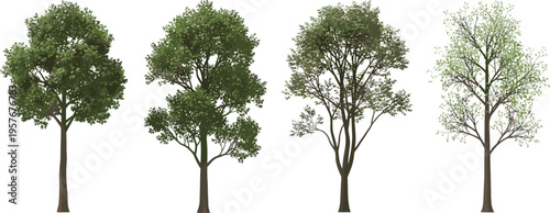 Set of four realistic green deciduous tree illustrations isolated on white for architectural visualization