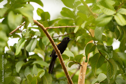 Fotografía Um pássaro Encontro (Icterus pyrrhopterus) empoleirado em um galho de árvore de ata muito frondosa