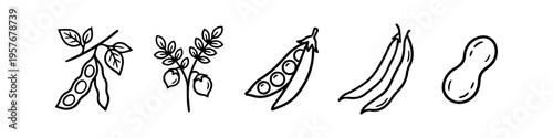 Set of minimalist legume icons in black line art style, featuring soybean, chickpea, pea pod, green beans, and peanut. Isolated on white background for health and food design.