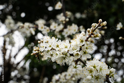white flower blosson on a branch