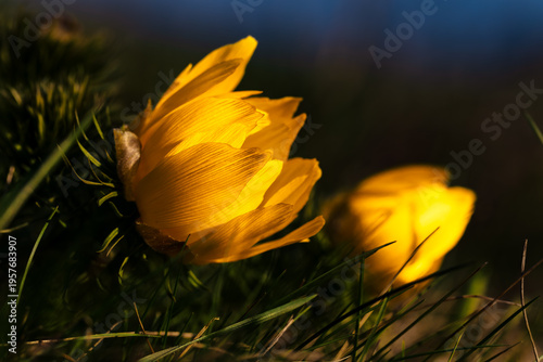 Foto Spring adonis Adonis vernalis flower glowing in warm golden sunlight, showing tr