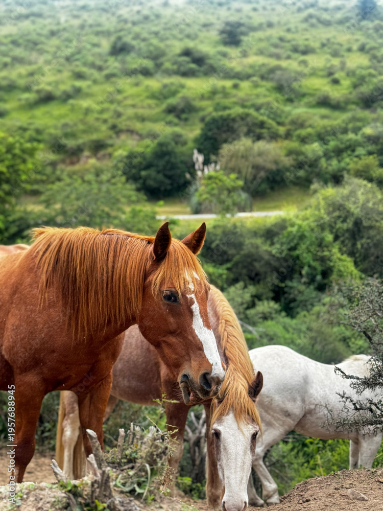 Obraz premium Chestnut and white horses grazing on green hills