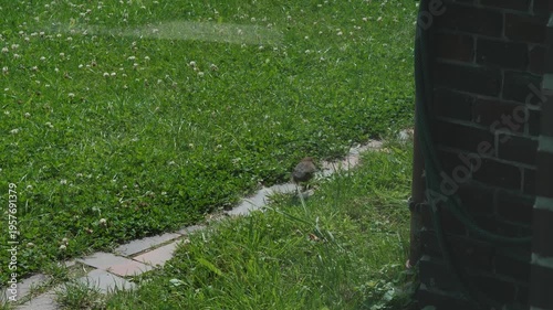 Bird explores outdoors. Small bird wanders bright garden backyard. Female common blackbird searches for food amid outdoor setting. Little bird navigates through luminous garden filled with plants